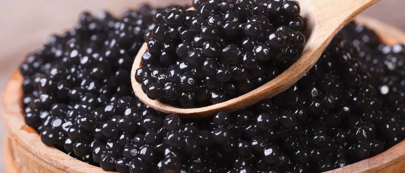Caviar Care Routine: How Often You Feed Charles Caviar